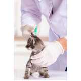 diagnóstico laboratorial para gatos Champagnat