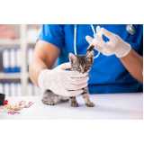 Diagnóstico Laboratorial para Gato