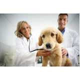 ecocardiodoppler veterinário agendar Tatuquara