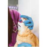 endoscopia para felinos agendar Vila Izabel
