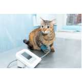 medida de pressão arterial de gatos marcar Xaxim