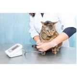 medida de pressão arterial de gatos Guatupê