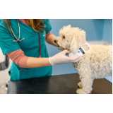 microchip em animais clínica Rebouças