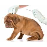 microchip em cachorros clínica Champagnat