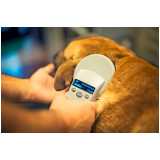 microchip identificação animal clínica Riviera