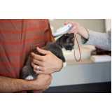 microchip para animais de estimação clínica Fanny