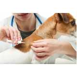 microchip para pets clínica Estância Pinhais