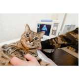 onde fazer ultrassonografia em gatos Santa Cândida