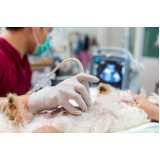 onde fazer ultrassonografia para animais Centro