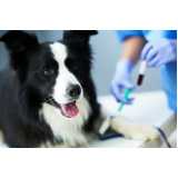 onde tem diagnóstico laboratorial para cachorro Guabirotuba