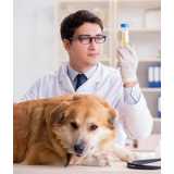 onde tem diagnóstico laboratorial para cachorros Bom Retiro