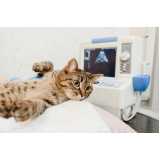 ultrassonografia em gatos marcar Ahú