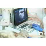 ultrassonografia para animais marcar Centro de Colombo