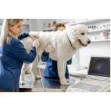 Ultrassonografia para Cães e Gatos