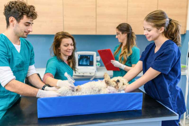 Ultrassonografia Abdominal Veterinária Marcar Fazenda Rio Grande - Ultrassonografia para Cães e Gatos