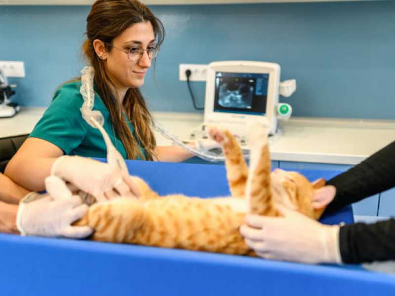 Ultrassonografia Animal Marcar Colombo - Ultrassonografia para Cães e Gatos