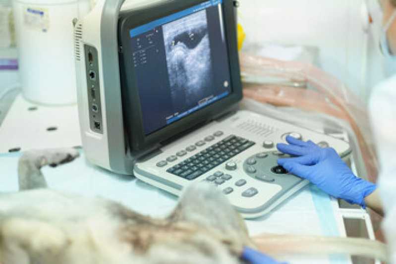 Ultrassonografia Cães Marcar Xaxim - Ultrassonografia para Animais