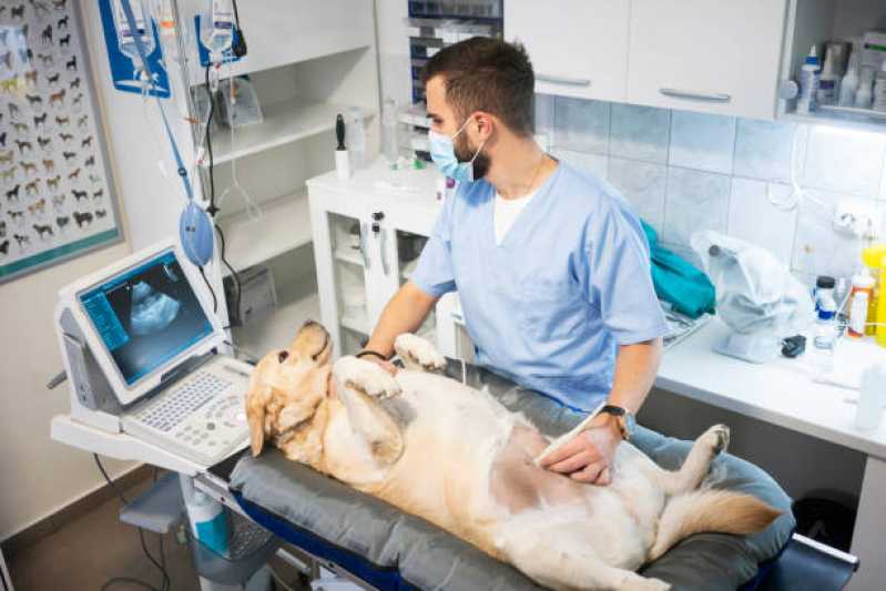 Ultrassonografia em Animais Marcar Batel - Ultrassonografia para Cães e Gatos