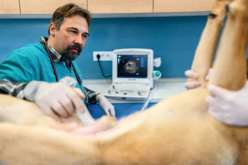 Ultrassonografia em Cães Marcar Araucária - Ultrassonografia Veterinária Curitiba