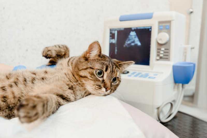 Ultrassonografia em Gatos Marcar Ahú - Ultrassonografia Veterinária