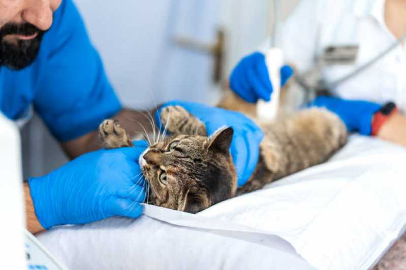 Ultrassonografia para Animais de Estimação Hauer - Ultrassonografia em Gatos