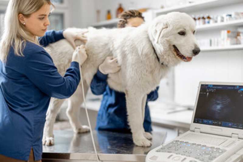 Ultrassonografia para Cães e Gatos Marcar Campina Grande do Sul - Ultrassonografia Animal