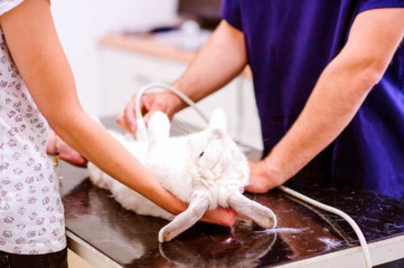 Ultrassonografia para Pets Marcar Matinhos - Ultrassonografia Abdominal Veterinária