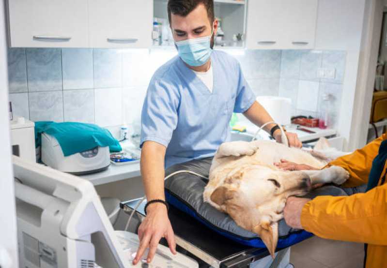 Ultrassonografia Veterinária Marcar Centro de São José dos Pinhais - Ultrassonografia Animal