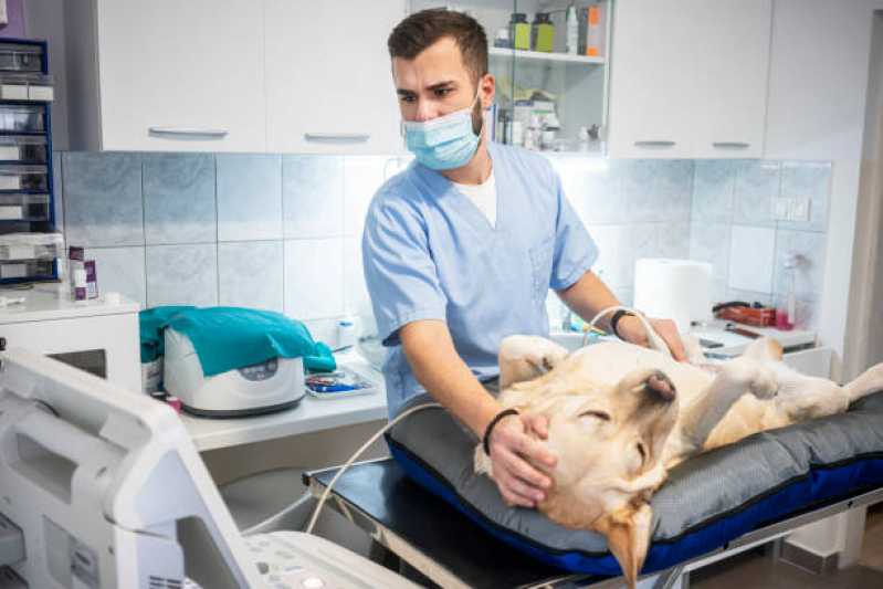 Ultrassonografia Veterinária Centro de Piraquara - Ultrassonografia Animal